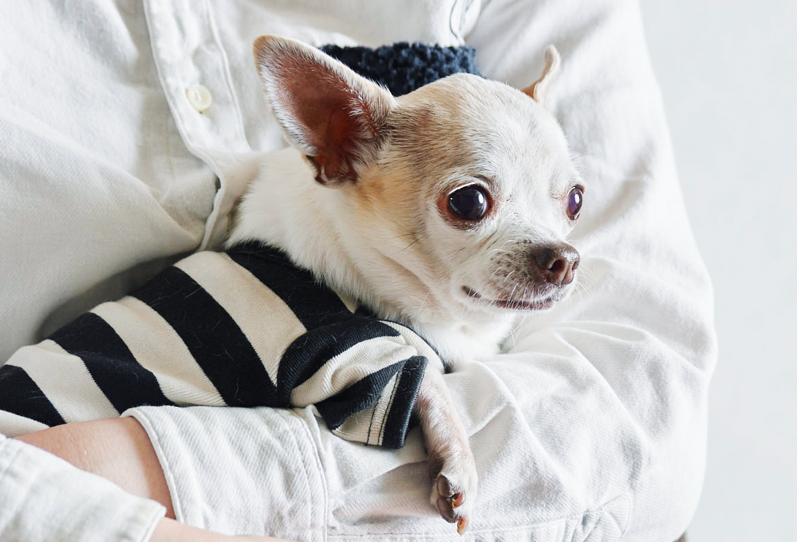 愛犬のカラダの声に耳を傾けた食事プログラム