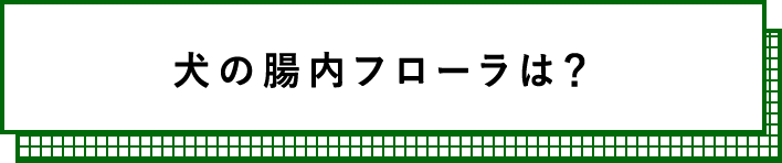 犬の腸内フローラは？